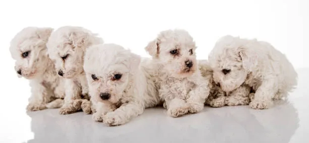 maltese poodle chihuahua mix Exercise Requirements