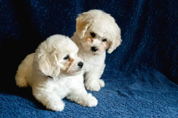  maltese poodle chihuahua mix Diet and Nutrition