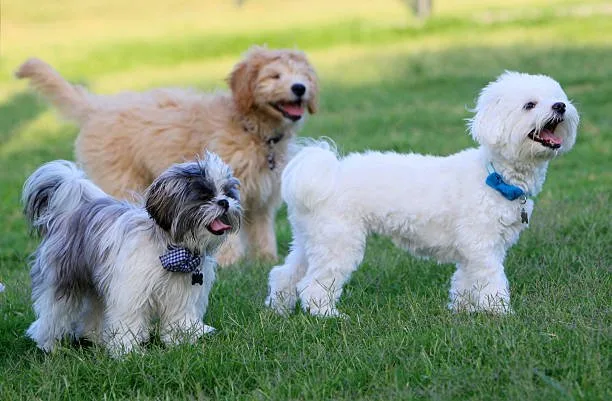  maltese poodle chihuahua mix Health and Longevity