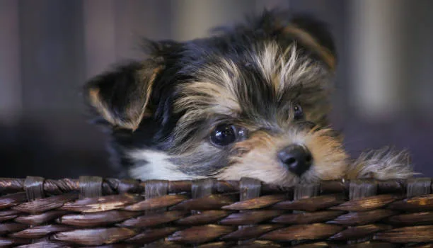  maltese poodle chihuahua mix Imbibe Seductive