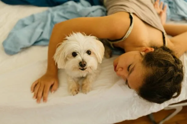  maltese poodle chihuahua mix Raise Flavorful