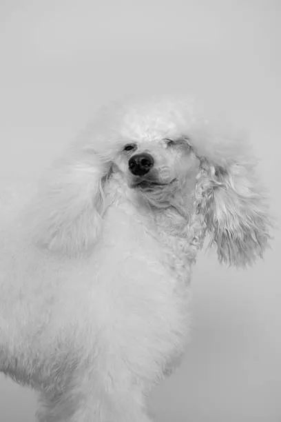 Maltese poodle chihuahua mix Health Considerations
