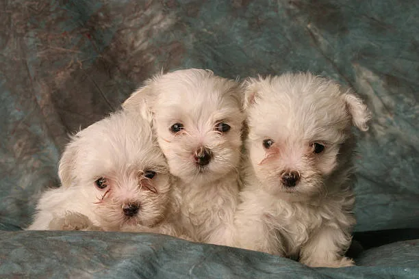 maltese shih tzu chihuahua mix Adoption and Finding a Breeder