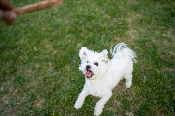 maltese shih tzu chihuahua mix Exercise and Activity Needs