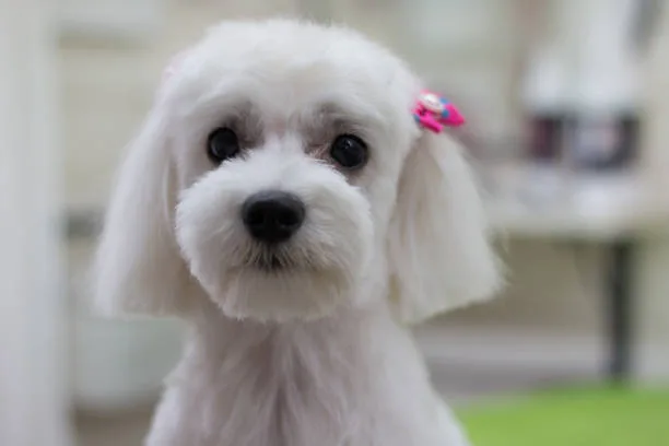 Maltese yorkie chihuahua mix Adoption Tips