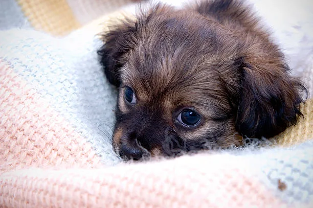  maltese yorkie chihuahua mix Enjoy Invigorating