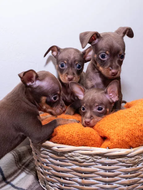  min pin chihuahua mix puppies Socialization and Exercise: Key Components of Chipin Care