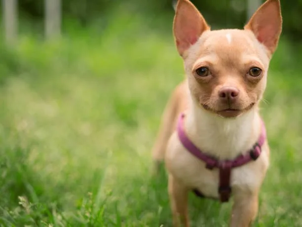  mini chihuahua dachshund mix Health and Lifespan