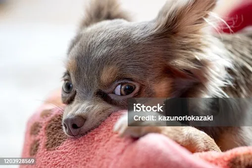  mini chihuahua dachshund mix Grooming and Care