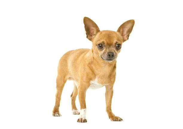  mini chihuahua dachshund mix Why Choose a Mini Chihuahua Dachshund Mix as a Pet