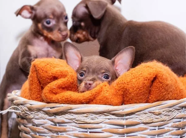  mini dachshund chihuahua mix Adoption Tips