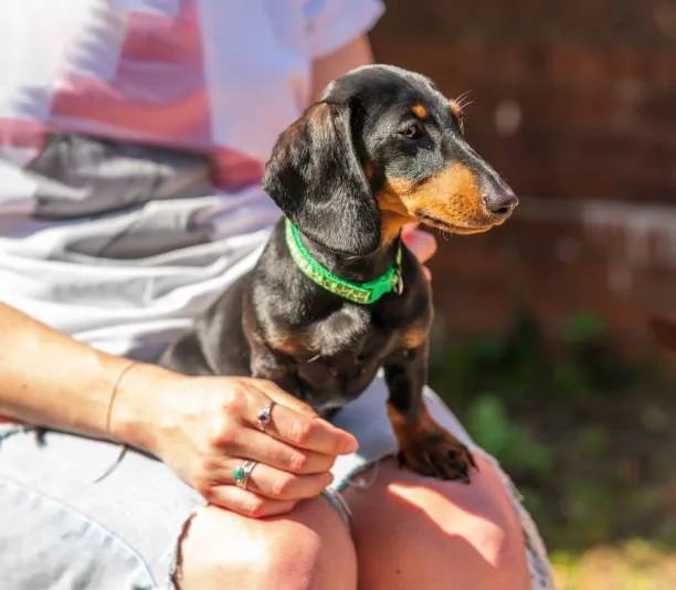  mini dachshund chihuahua mix Designer Dog Popularity and Chiweenie Love