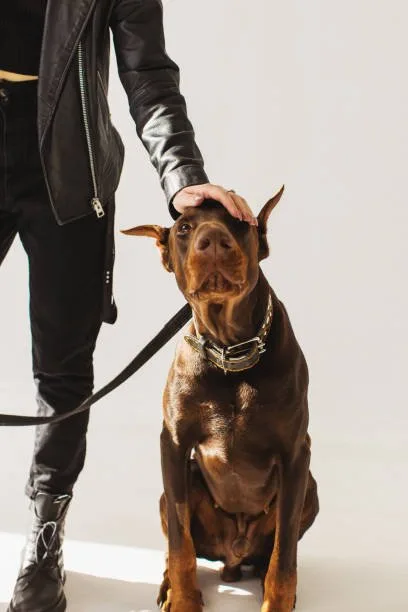  miniature doberman pinscher mixed chihuahua Decoding the Chipin Dog Personality and Social Compatibility