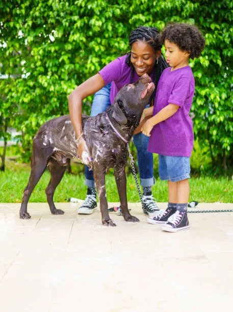  miniature doberman pinscher mixed chihuahua Training and Socialization