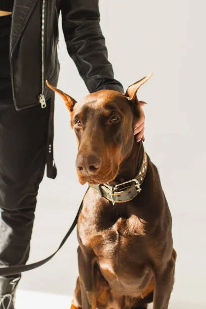  miniature doberman pinscher mixed with chihuahua Diet and Nutrition