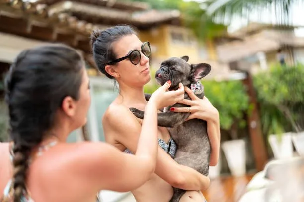  miniature doberman pinscher mixed with chihuahua Adopting a Miniature Doberman Pinscher Chihuahua Mix
