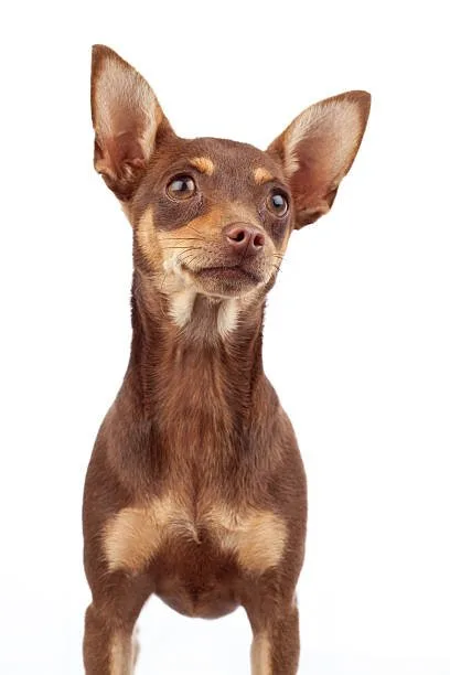 Miniature pinscher/chihuahua mix Comparing the Chipin with Parent Breeds and Other Small Dogs