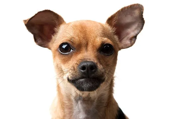  miniature pinscher chihuahua mix Grooming Requirements