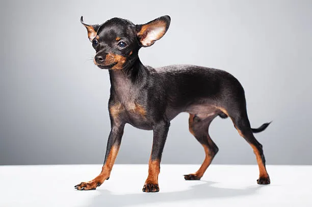 Miniature pinscher/chihuahua mix Health Considerations and Lifespan