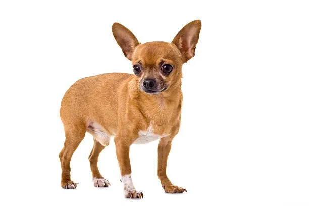 Miniature pinscher/chihuahua mix The Importance of Socialization and Training for Chipin Dogs