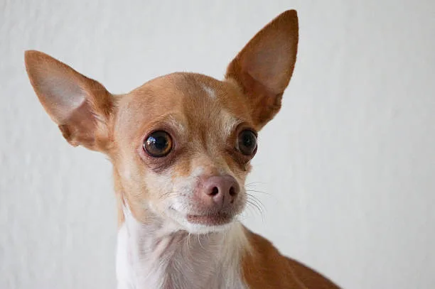 Miniature pinscher/chihuahua mix Common Myths and Misconceptions