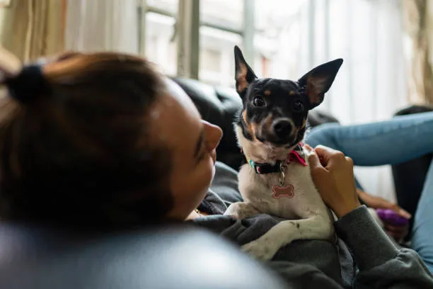  miniature pinscher chihuahua mix Conclusion