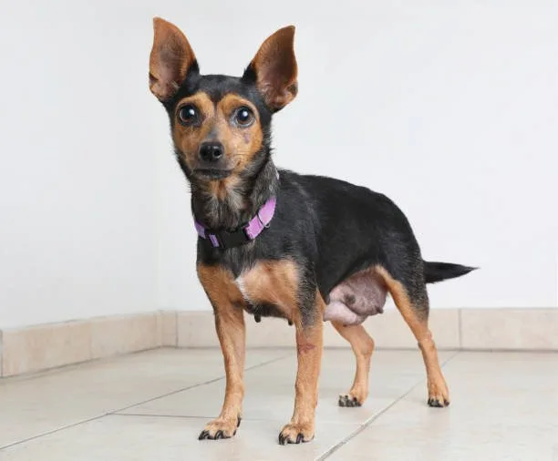miniature pinscher mix with chihuahua Exercise and Training Essentials for Small Dog Breeds