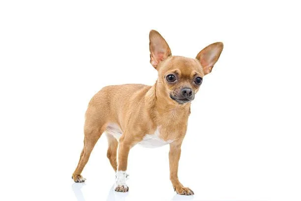 miniature pinscher mix with chihuahua Dietary Needs