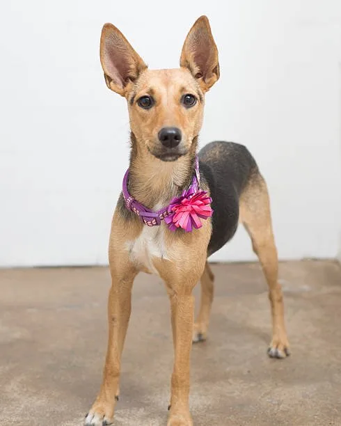 miniature pinscher mix with chihuahua Suitability as a Family Pet