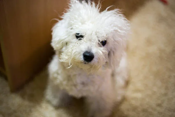 miniature poodle chihuahua mix Imbibe Balancing