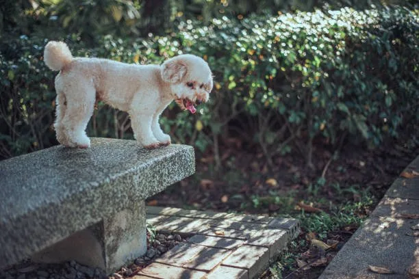 miniature poodle chihuahua mix Health and Lifespan