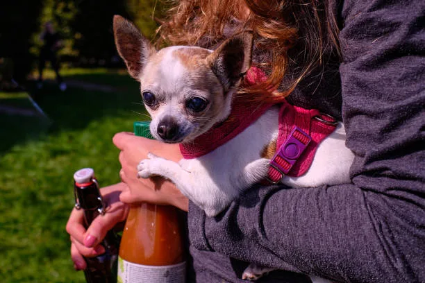 mix chihuahua and dachshund Savor Seductive