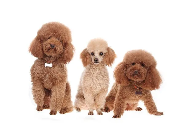  mix chihuahua and poodle Dietary Requirements