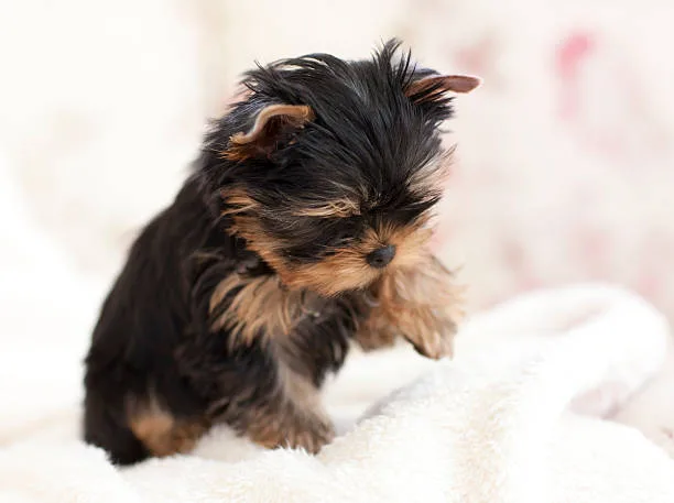mix chihuahua and yorkie Interpreting the Chorkie’s Personality and Behavior