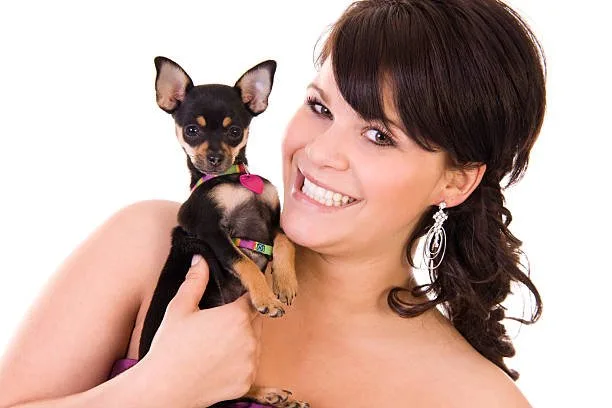 mix chihuahua and yorkie Temperament and Behavior