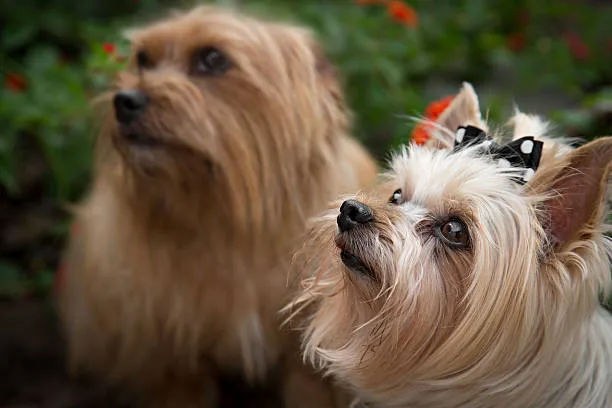 mix chihuahua and yorkie Adoption vs. Buying from Breeders