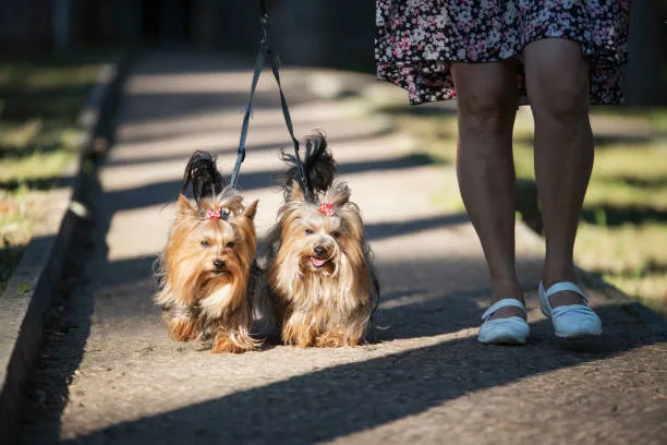 mix chihuahua and yorkie Lifespan and Aging