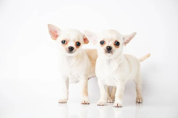  mix chihuahua breeds Exploring the World of Toy Breed Combinations