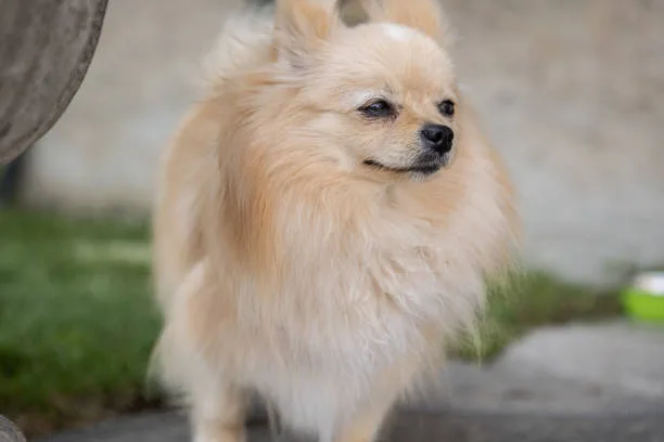 mix chihuahua pomeranian Sample Exquisite