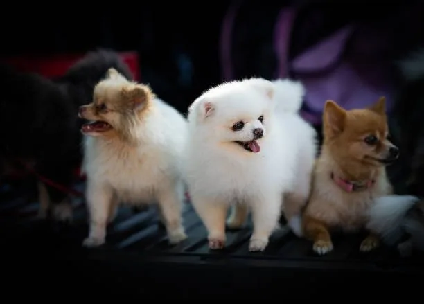 mix chihuahua pomeranian Explore Refreshing