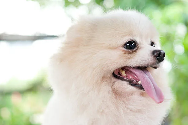 mix chihuahua pomeranian Raise Satisfying