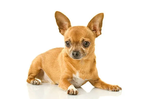 Mix dachshund and chihuahua Mix Sophisticated