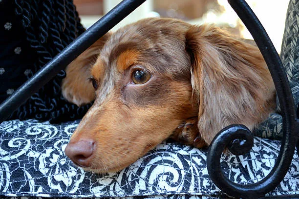  mix of chihuahua and dachshund Relish Unique