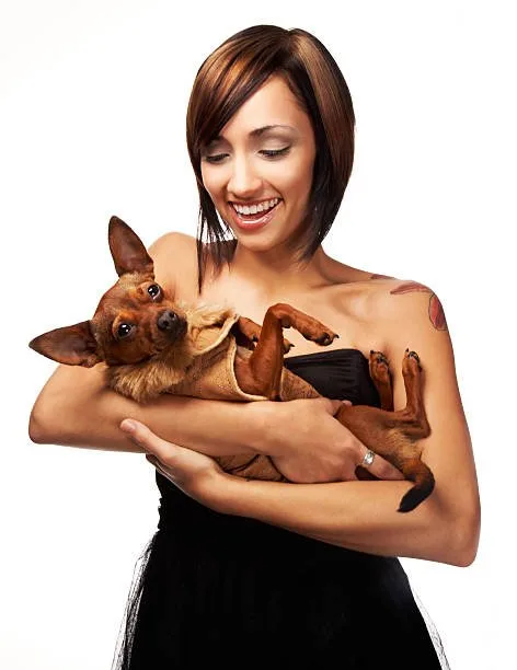  mix of chihuahua and dachshund Partake Enticing