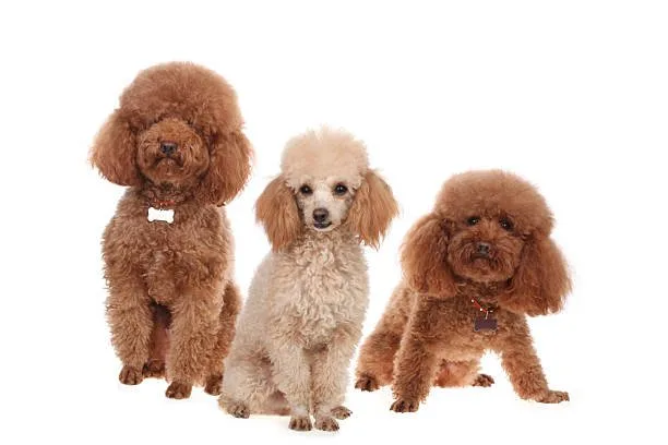  mix of chihuahua and poodle Strategies for Effective Chipoo Training and Care