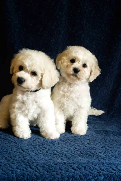 mix of chihuahua and poodle Sample Balancing