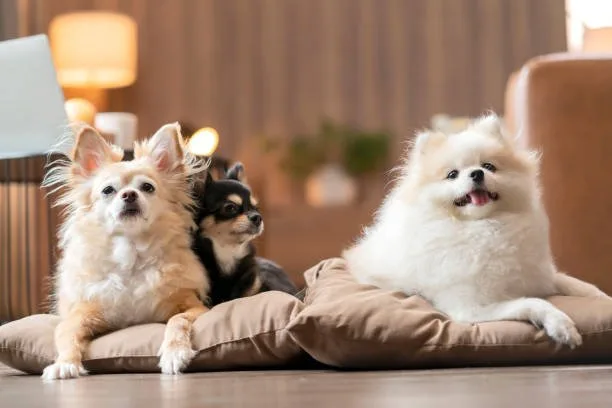  mix of chihuahua and poodle Suitability as a Family Pet