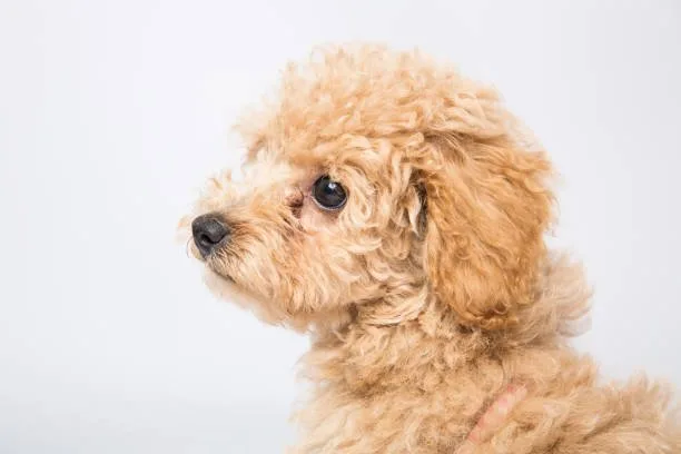  mix of chihuahua and poodle Delight Sophisticated