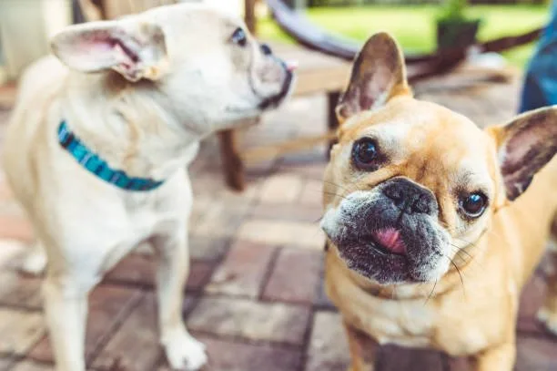  mixed breed pug and chihuahua Order Frosty
