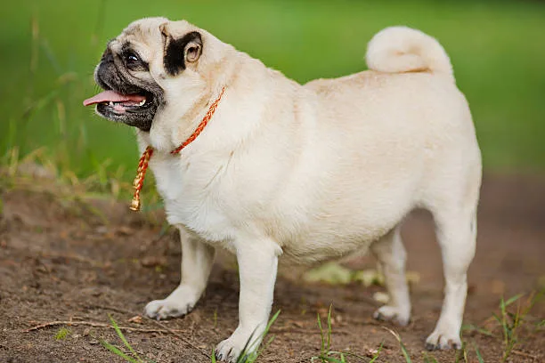 mixed breed pug and chihuahua Satisfy Well-crafted